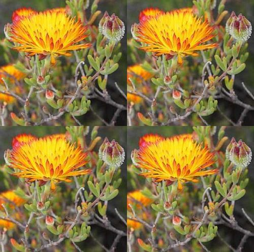 Drosanthemum flammeum succulent seeds