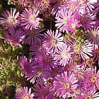 Drosanthemum floribundum Dorotheanthus Samen