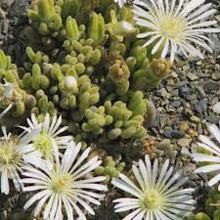 Drosanthemum marinum Mesembryanthemum seeds