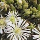 Drosanthemum marinum