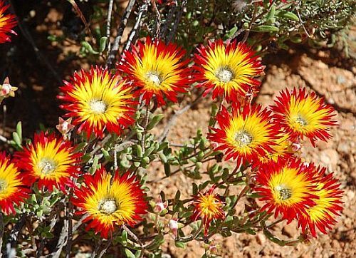 Drosanthemum micans succulent seeds