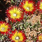 Drosanthemum micans planta suculenta semillas