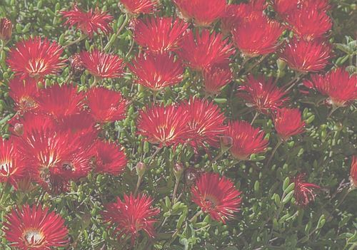 Drosanthemum speciosum Red ice-plant seeds