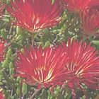 Drosanthemum speciosum planta de hielo rojo semillas
