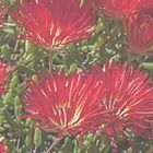 Drosanthemum speciosum