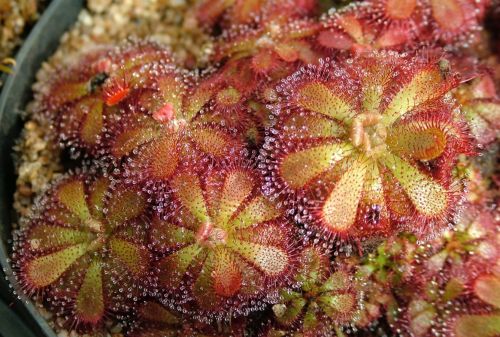 Drosera admirabilis Sundew seeds