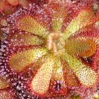 Drosera admirabilis  semi