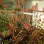 Drosera affinis rossolis graines