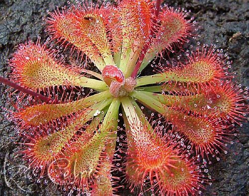 Drosera aliciae Alice sundew seeds