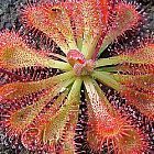 Drosera aliciae Piante carnivore semi