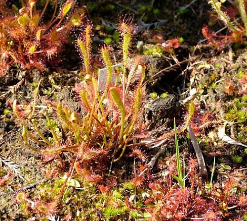 Drosera anglica giant english sundew - great sundew seeds