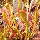 Drosera anglica giant  cемян