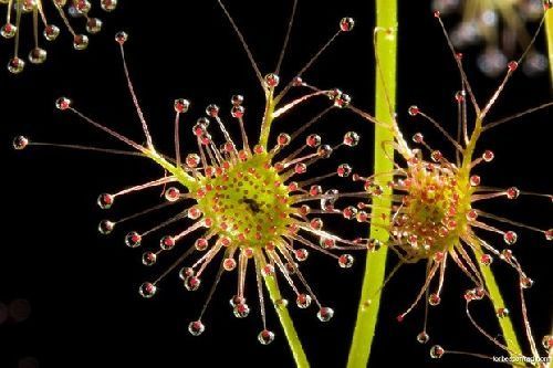 Drosera auriculata sundew seeds