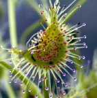 Drosera auriculata rossolis graines