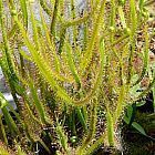 Drosera binata Piante carnivore semi