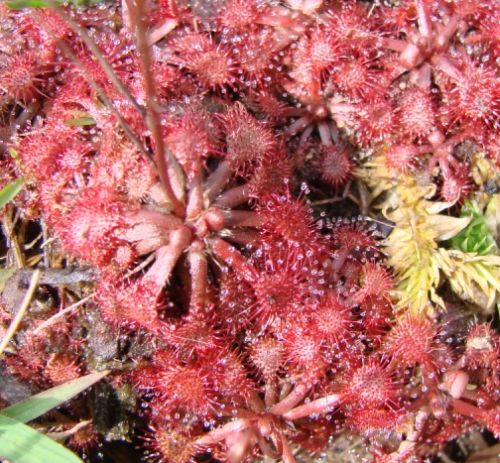 Drosera brevifolia dwarf sundew seeds