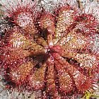 Drosera brevifolia plantas carnivoras semillas