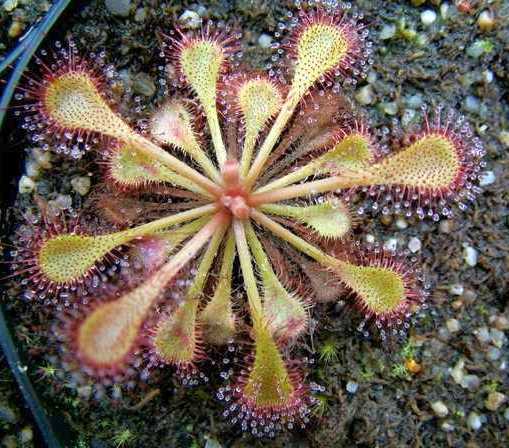 Drosera burkeana sundew seeds