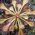 Drosera burkeana  cемян