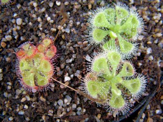 Drosera burmanni tropical sundew seeds