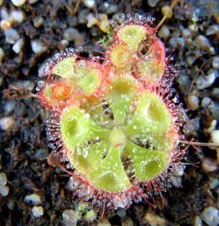 Drosera burmanni tropical sundew seeds