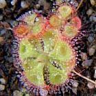 Drosera burmanni rossolis graines