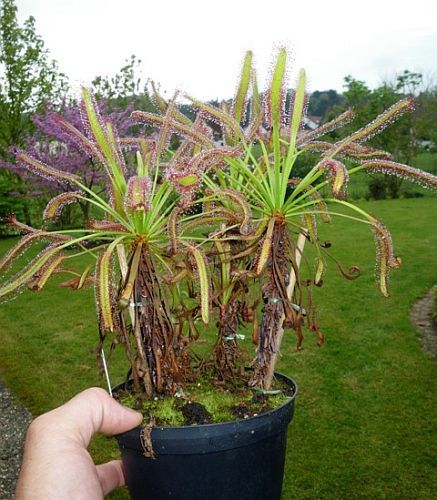 Drosera capensis Cape-Sundew seeds