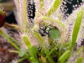 Drosera capensis alba Cape sundew seeds