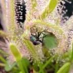 Drosera capensis alba