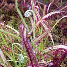 Drosera capensis bains clooth Piante carnivore semi