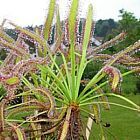 Drosera capensis Piante carnivore semi