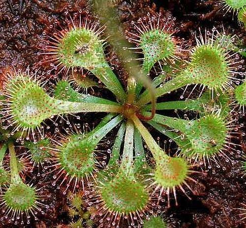 Drosera capillaris pink sundew seeds