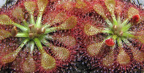 Drosera capillaris Pasco Co. pink sundew seeds