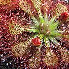 Drosera capillaris Pasco Co. ﻿Дросера капилярная, Росянка

 cемян