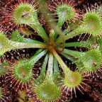 Drosera capillaris rossolis graines