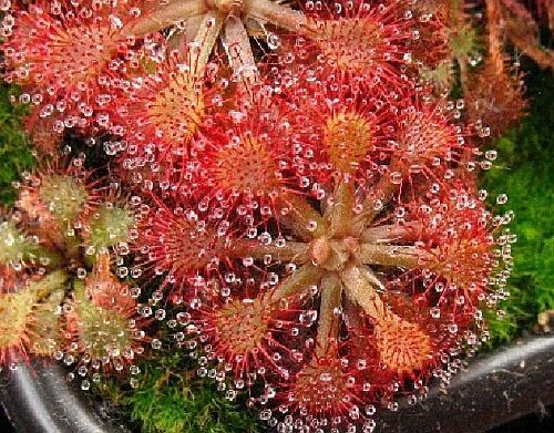 Drosera cistiflora mauve sundew seeds