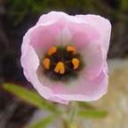 Drosera cistiflora mauve plantas carnivoras semillas