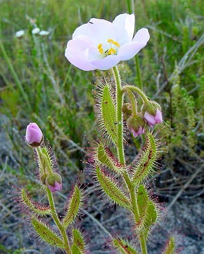 Drosera cistiflora white sundew seeds