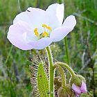 Drosera cistiflora white Drosera graines