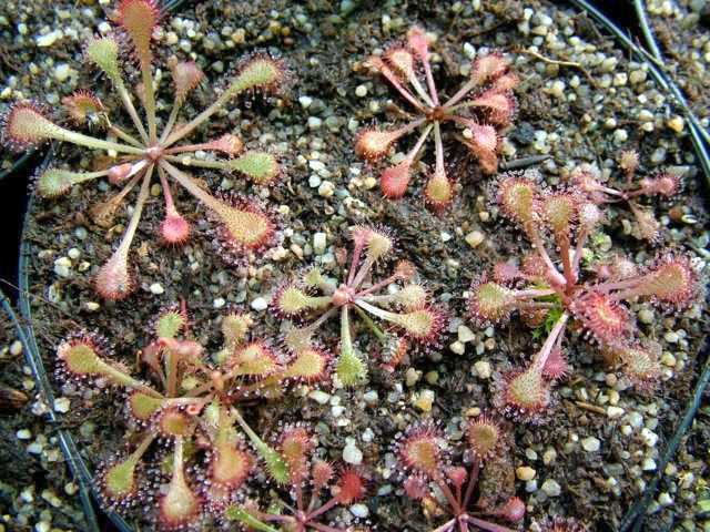 Drosera collinsiae Collins sundew seeds