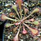 Drosera collinsiae ﻿Дросера, Росянка

 cемян