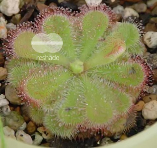 Drosera cuneiflora Cape sundew seeds