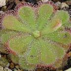 Drosera cuneiflora Cap rossolis graines