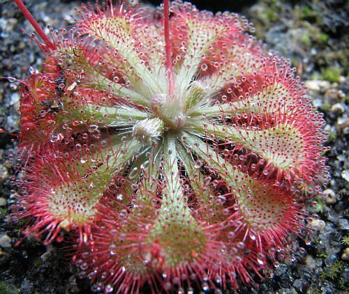 Drosera dielsiana sundew seeds