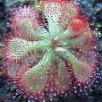 Drosera dielsiana rossolis graines