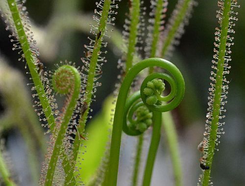 Drosera filiformis Thread-leaved sundew Rossolis filiforme - threadleaf sundew seeds