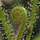 Drosera filiformis rossolis graines