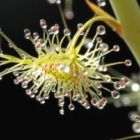 Drosera gigantea  semi