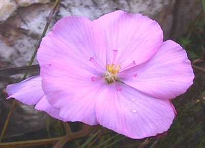 Drosera hilaris sundew seeds