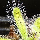 Drosera hilaris Sonnentau Samen